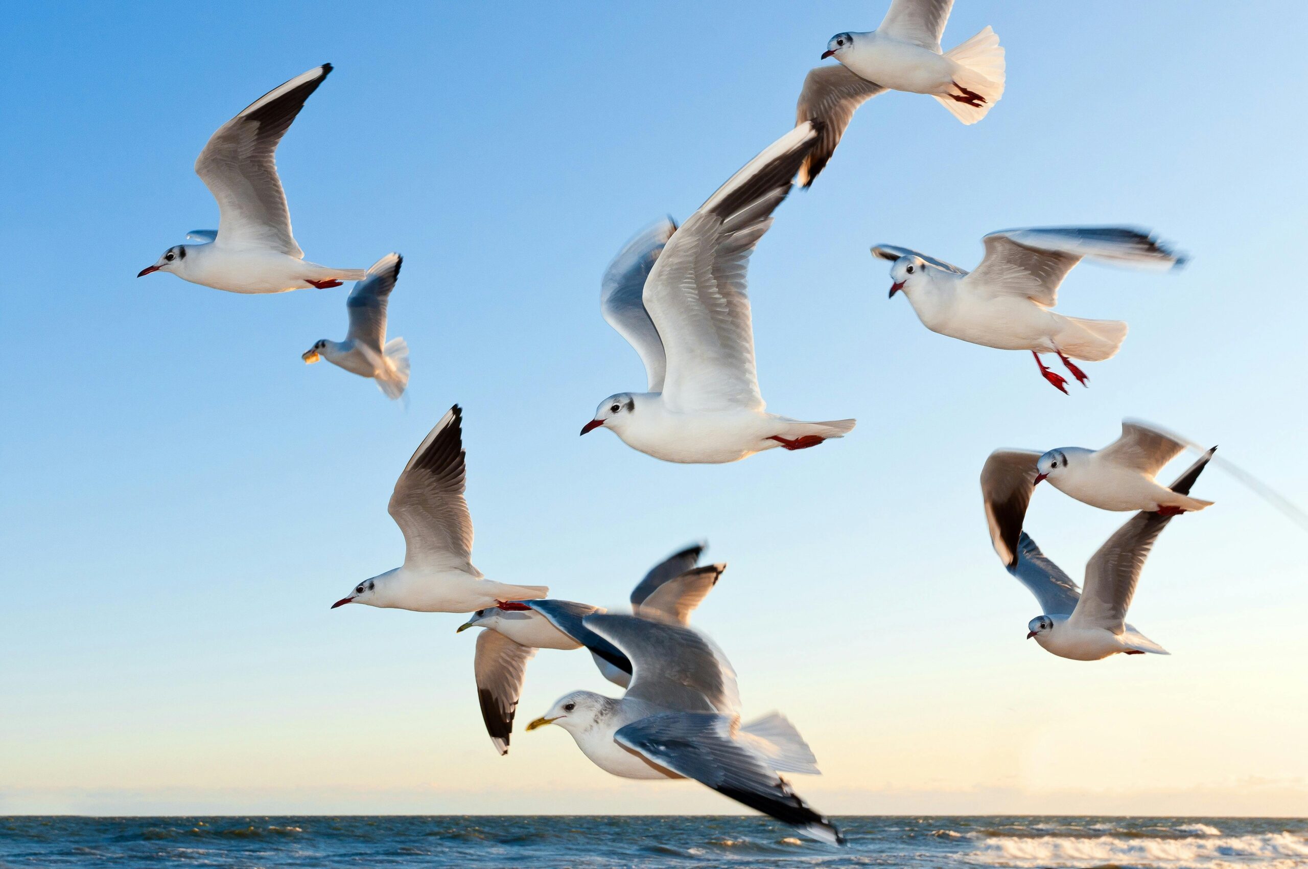 A flock of seagulls gracefully flying over the ocean during a beautiful sunset.